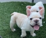 Puppy Goofy French Bulldog