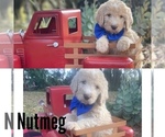 Small Photo #10 Labradoodle Puppy For Sale in LAKE PARK, GA, USA