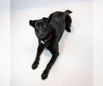 Small #1 Border Collie Mix