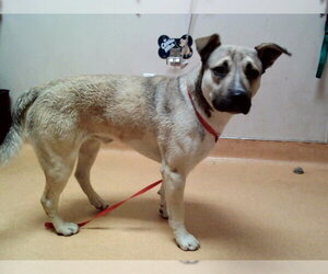 German Shepherd Dog-Unknown Mix Dogs for adoption in Martinez, CA, USA