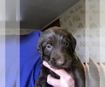 Small Photo #21 Labradoodle Puppy For Sale in MIFFLINBURG, PA, USA