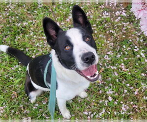 Border Collie-Unknown Mix Dogs for adoption in McKinleyville, CA, USA