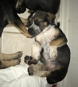 Medium Photo #1 Labrador Retriever-Siberian Husky Mix Puppy For Sale in MIDLOTHIAN, TX, USA