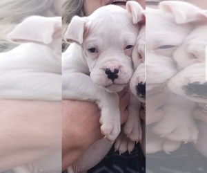 Boxer Puppy for sale in POMONA, MO, USA
