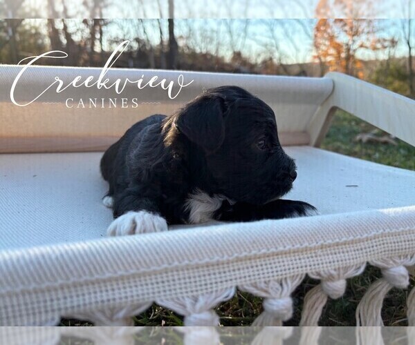 Medium Photo #8 Havapoo Puppy For Sale in NIANGUA, MO, USA