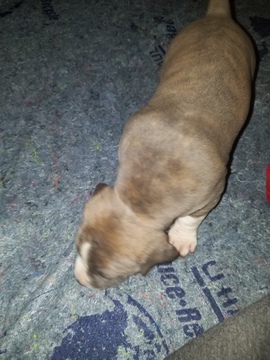 Medium Photo #22 American Pit Bull Terrier Puppy For Sale in GRIFFIN, GA, USA