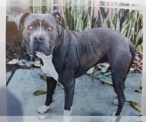 Mutt Dogs for adoption in Chula Vista, CA, USA