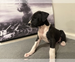 Great Dane Puppy for sale in GREENBRIER, AR, USA