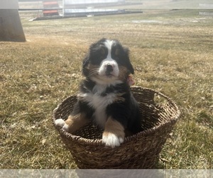 Medium Bernese Mountain Dog