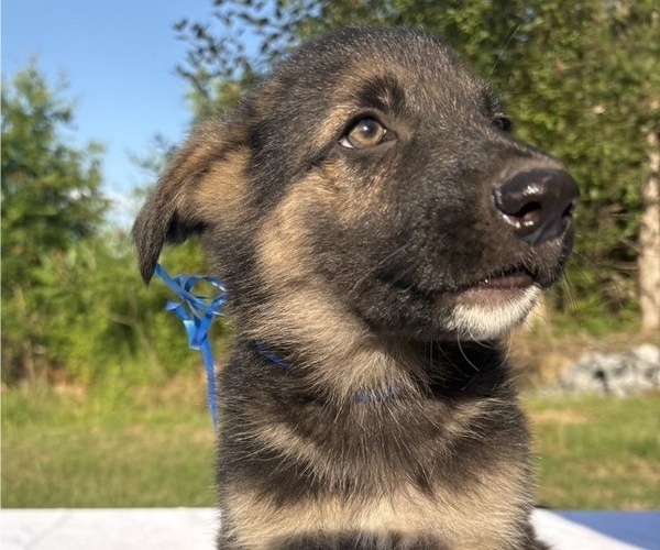 Medium Photo #5 German Shepherd Dog Puppy For Sale in MOSCOW, TN, USA