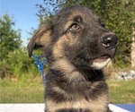 Small #4 German Shepherd Dog