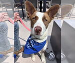 Small #1 American Pit Bull Terrier-Border Collie Mix