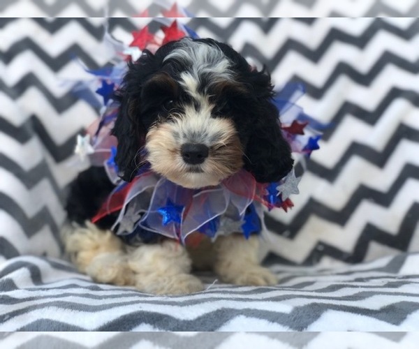 Medium Photo #5 Cavapoo Puppy For Sale in EAST EARL, PA, USA