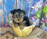 Small #7 Yorkshire Terrier