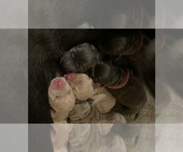Medium Photo #2 Labrador Retriever Puppy For Sale in OUTLOOK, WA, USA