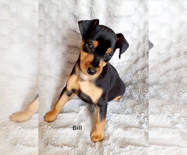 Medium Photo #1 Miniature Pinscher Puppy For Sale in HAMBURG, PA, USA