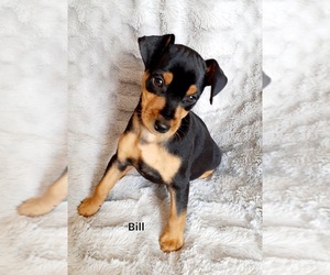 Miniature Pinscher Puppy for sale in HAMBURG, PA, USA