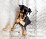 Small Photo #1 Miniature Pinscher Puppy For Sale in HAMBURG, PA, USA