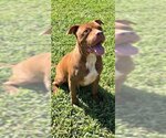 Small Photo #1 American Pit Bull Terrier Puppy For Sale in Weston, FL, USA