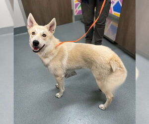 - Mix Dogs for adoption in Baytown, TX, USA
