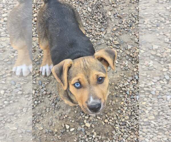 Medium Photo #1 Mutt Puppy For Sale in Poplar Bluff, MO, USA