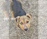 Small Mutt