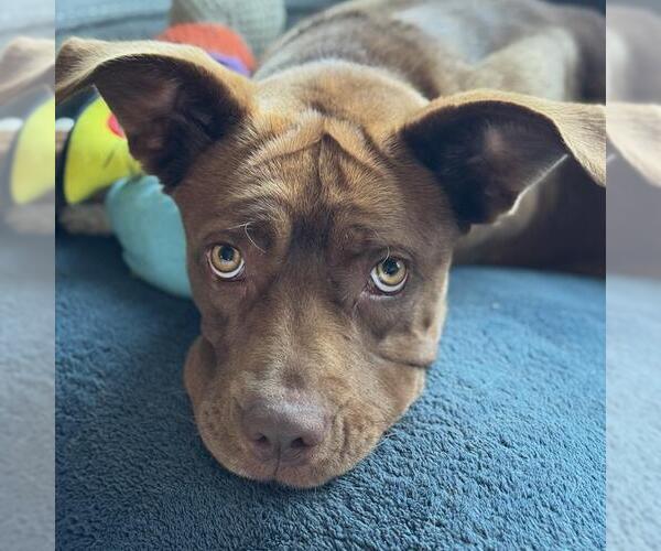 Medium Photo #17 Mutt Puppy For Sale in San Diego, CA, USA