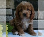 Small Photo #2 Cocker Spaniel-Poodle (Miniature) Mix Puppy For Sale in FREDERICKSBURG, OH, USA