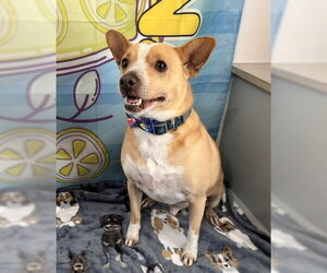Hootie - Male Mutt Dog for Adoption - Photo #3