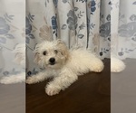 Small #47 Cavapoo-Poodle (Miniature) Mix