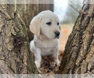 Labrador Retriever Puppy for sale in MOUNT CRAWFORD, VA, USA