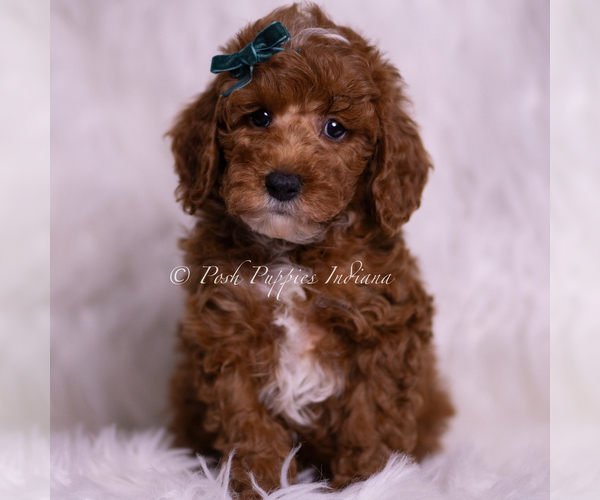 Medium Photo #1 Poodle (Toy) Puppy For Sale in WARSAW, IN, USA