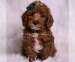 Puppy Moonlight AKC Poodle (Toy)