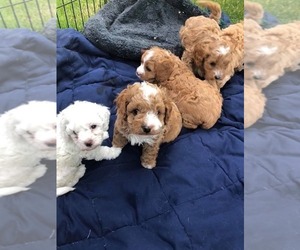 Cavapoo Puppy for sale in BANK OF AMERICA, MO, USA