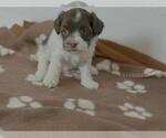 Small #4 Havanese