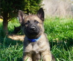 Small Photo #1 Belgian Malinois Puppy For Sale in WEST PLAINS, MO, USA