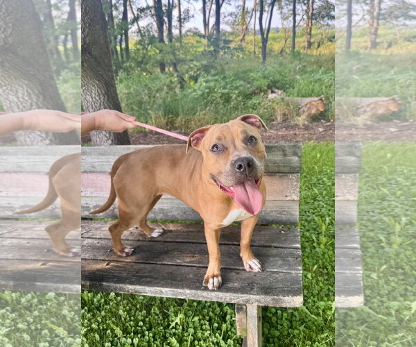 Medium Photo #1 Mutt Puppy For Sale in Williamsburg, IA, USA