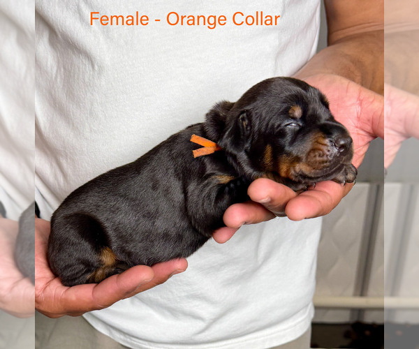 Medium Photo #7 Doberman Pinscher Puppy For Sale in LAKELAND, FL, USA