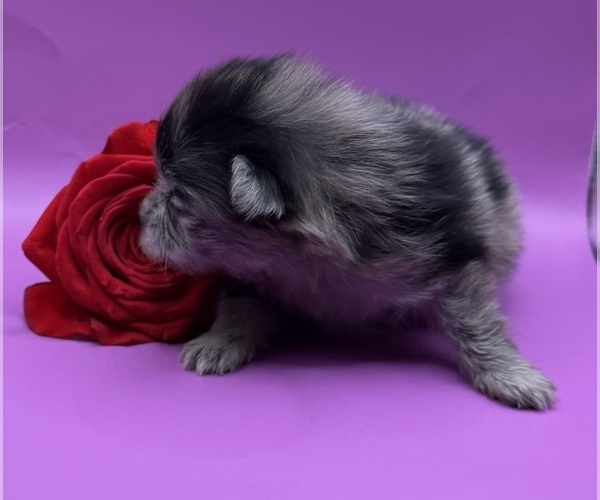 Medium Photo #7 Pomeranian Puppy For Sale in PORTLAND, ME, USA