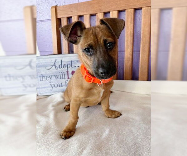 Medium Photo #2 Dachshund-Unknown Mix Puppy For Sale in Genesee, WI, USA