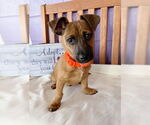 Small #1 Dachshund Mix
