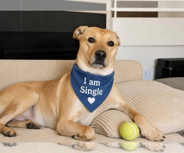 Medium Photo #9 Labrador Retriever-Unknown Mix Puppy For Sale in Euless, TX, USA