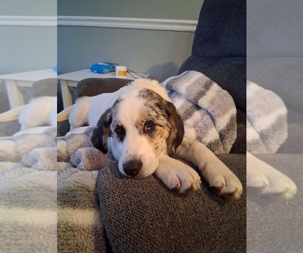 Medium Photo #2 Beagle-Unknown Mix Puppy For Sale in Roxboro, NC, USA