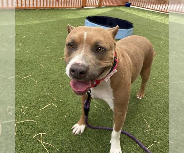 Medium Photo #1 Mutt Puppy For Sale in Las Vegas, NV, USA