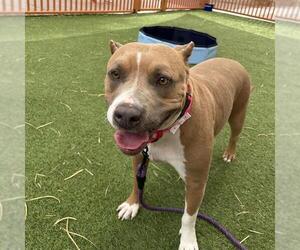 Mutt Dogs for adoption in Las Vegas, NV, USA