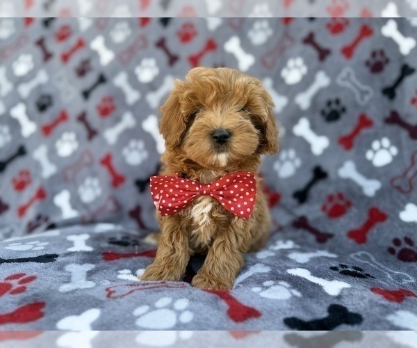 Medium Photo #9 Cavapoo (Miniature) Puppy For Sale in LAKELAND, FL, USA
