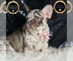 Puppy Chanel AKC French Bulldog