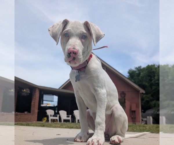 Medium Photo #3 Australian Shepherd-Catahoula Leopard Dog Mix Puppy For Sale in Holly Springs, NC, USA