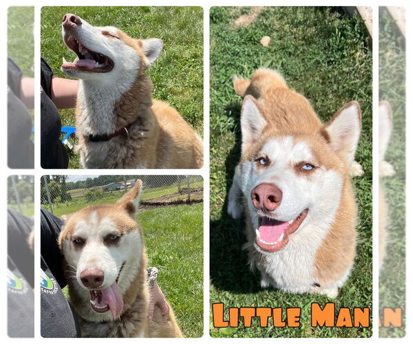 Medium Photo #1 - Mix Puppy For Sale in Pierceton , IN, USA
