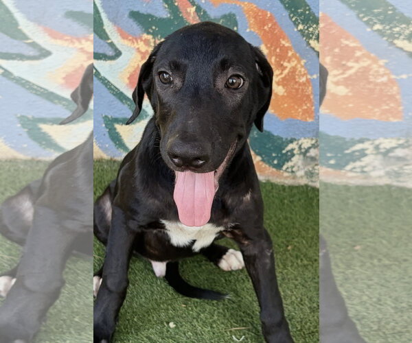 Medium Photo #1 Mastador Puppy For Sale in Oakland Park, FL, USA